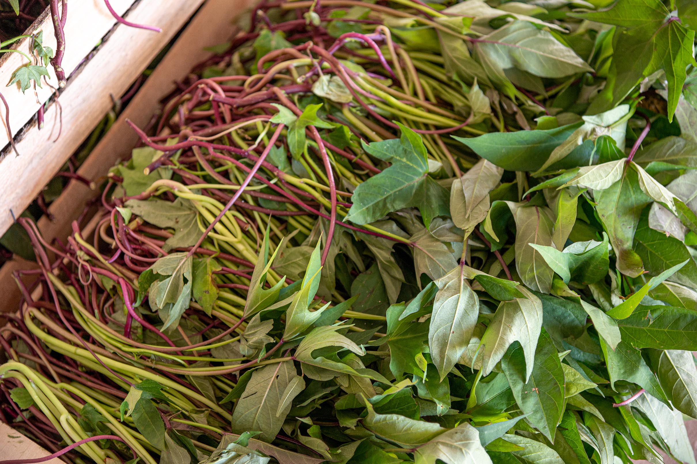 Sweet potato cuttings — nursery propagation