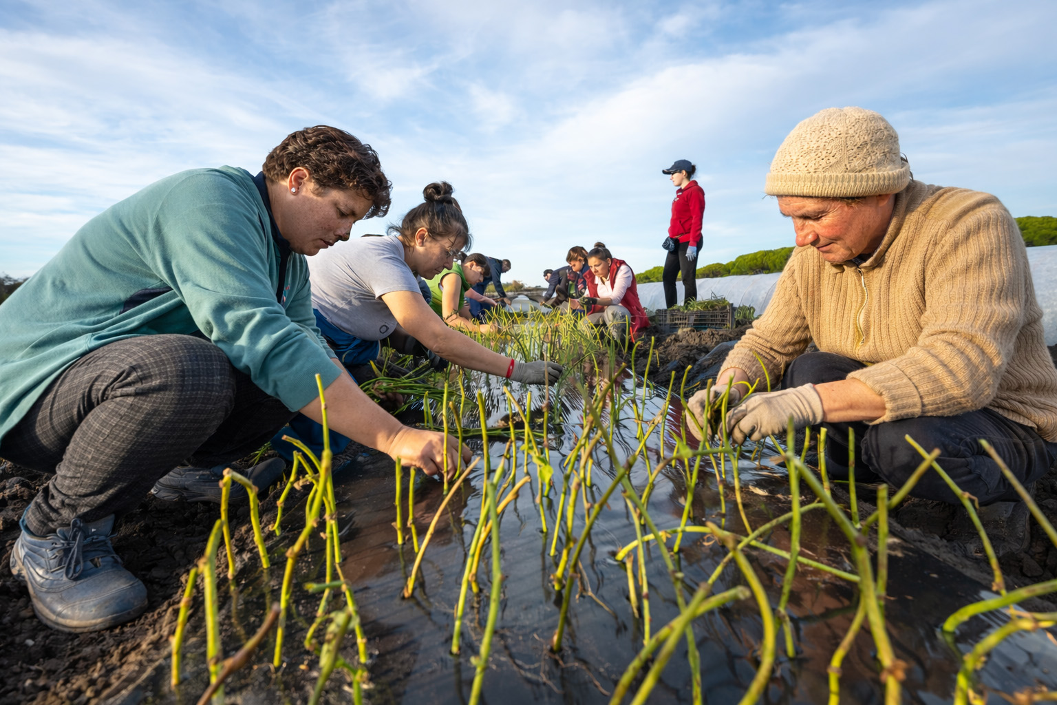 Nursery and propagation